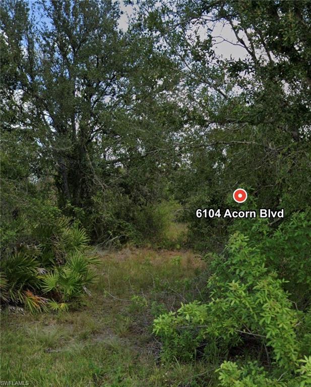 View of woods
