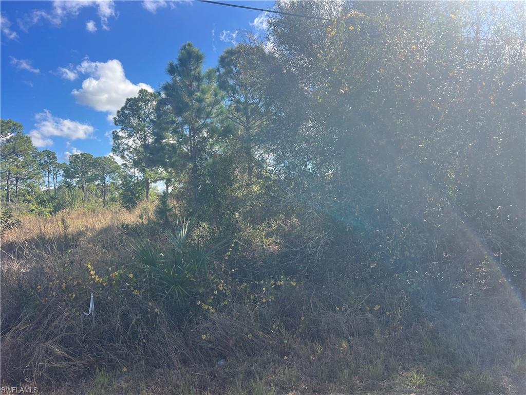 View of local wilderness