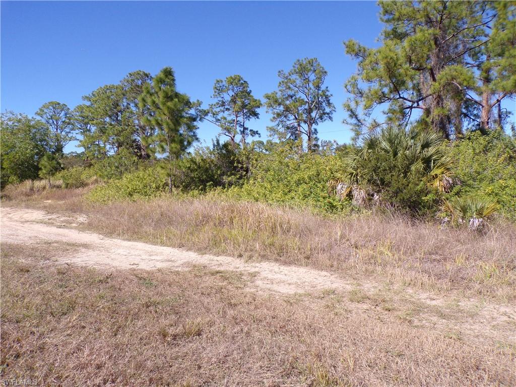View of local wilderness