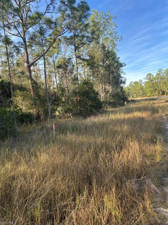 View of local wilderness