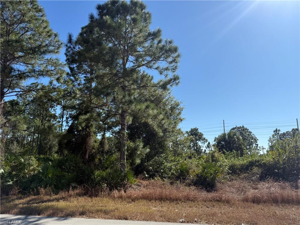View of local wilderness
