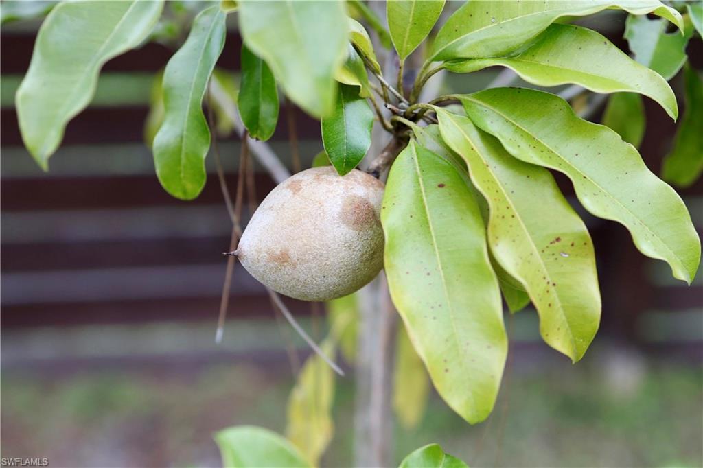 sapodilla Tree