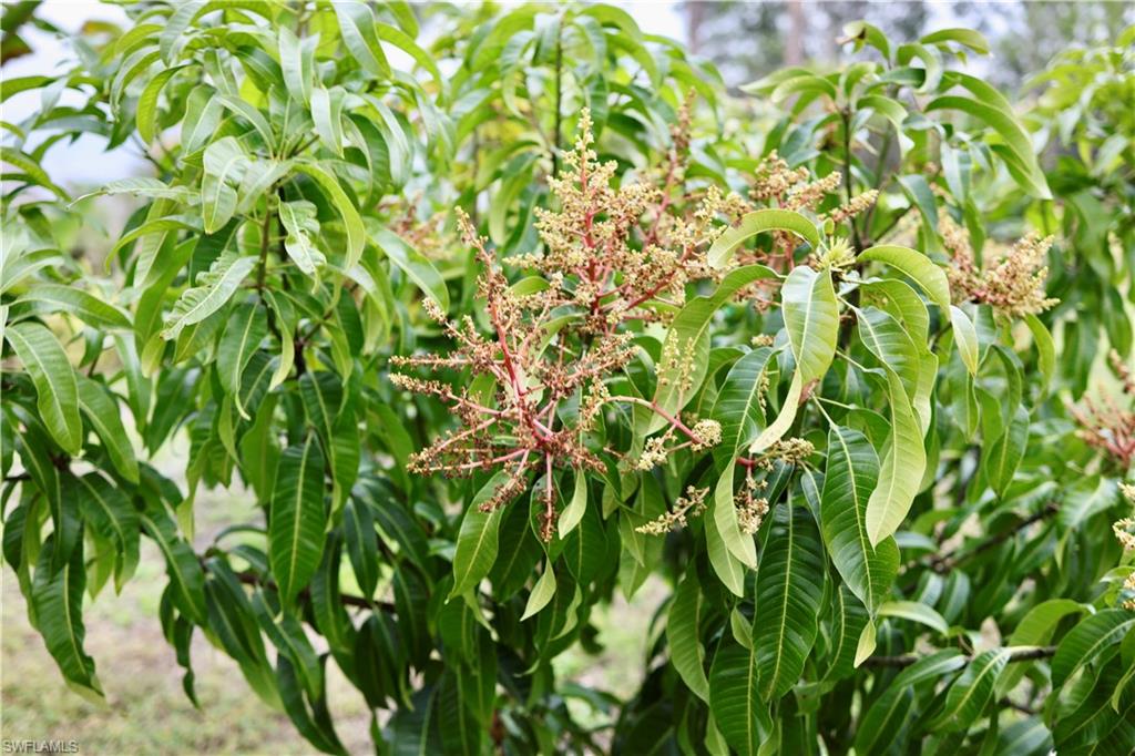 Mango Trees
