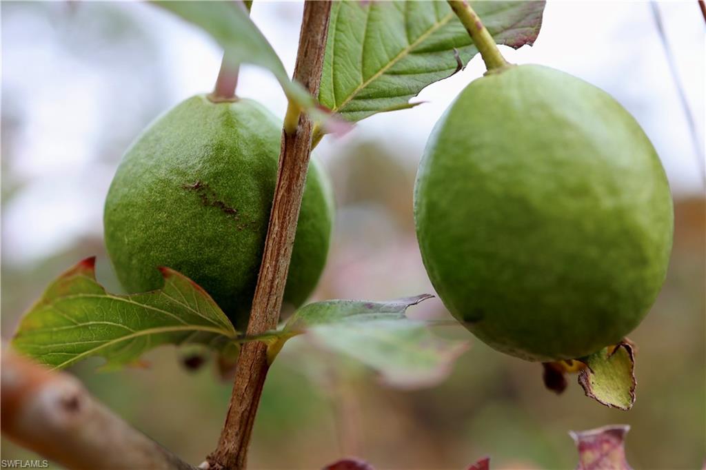 Guava