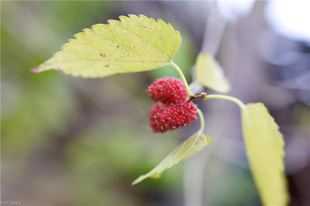 Red Mulberry