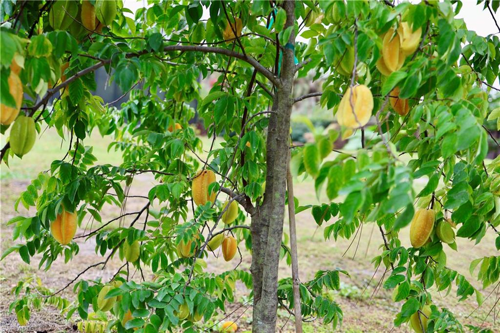 Star Fruit