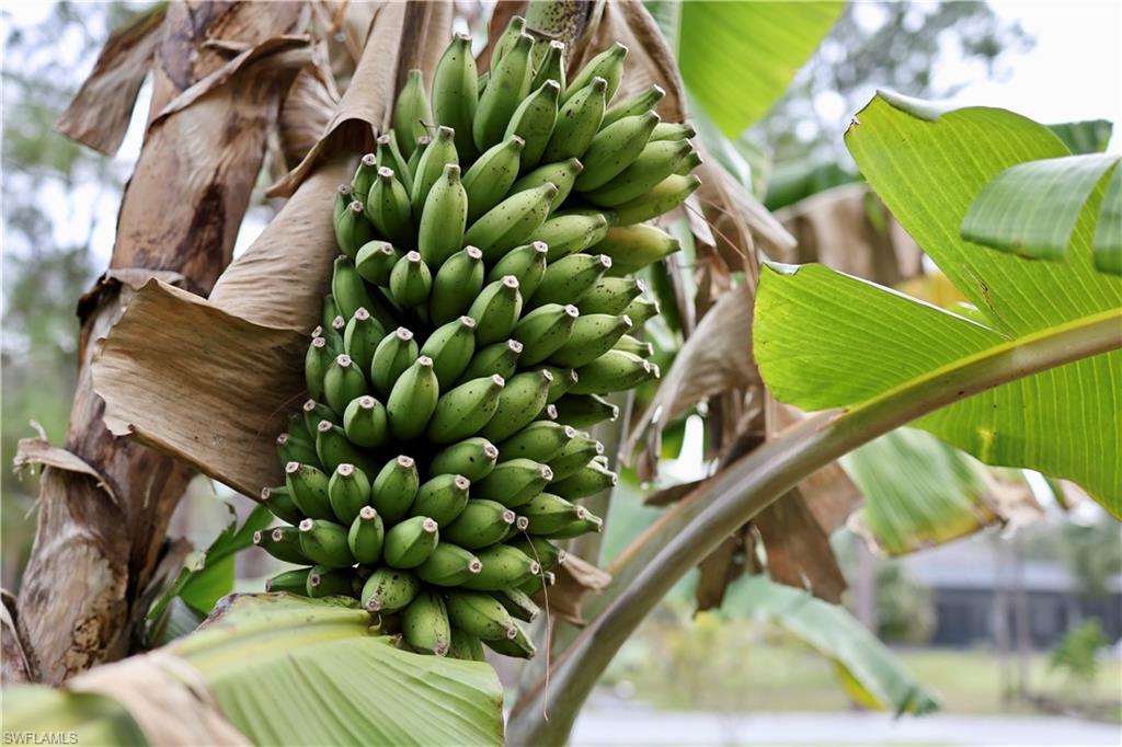 Banana Tree
