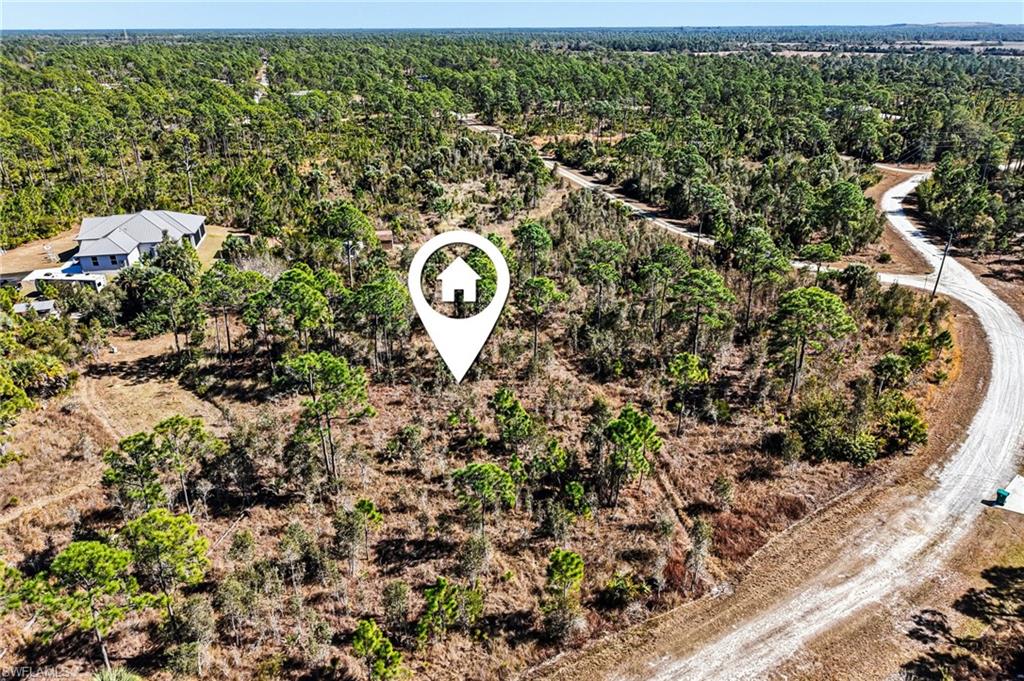 Bird's eye view of a forest