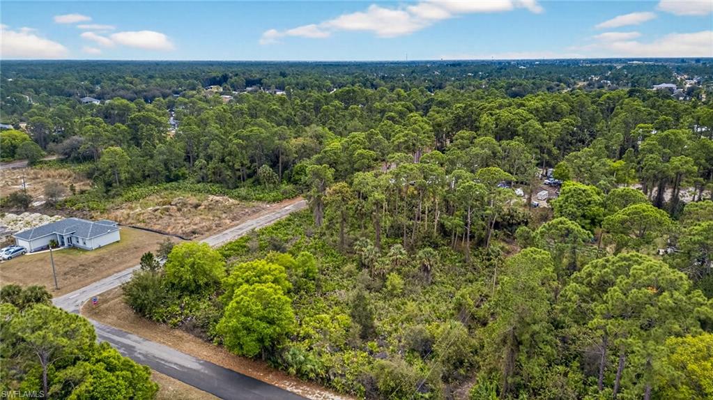 Bird's eye view of a forest