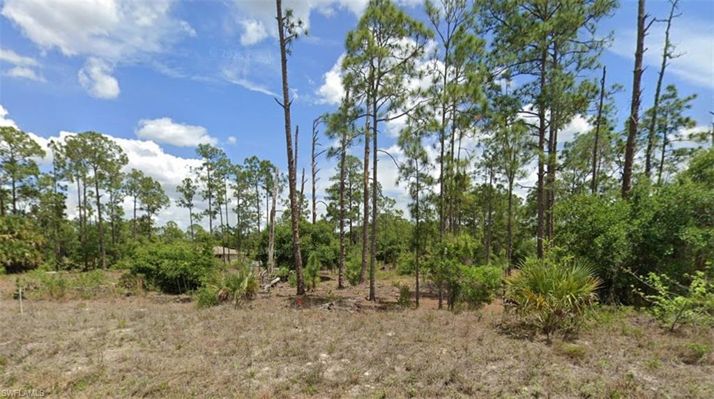 View of local wilderness