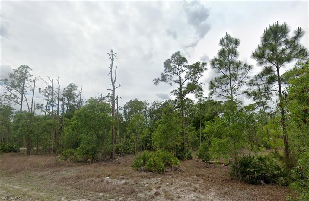 View of local wilderness