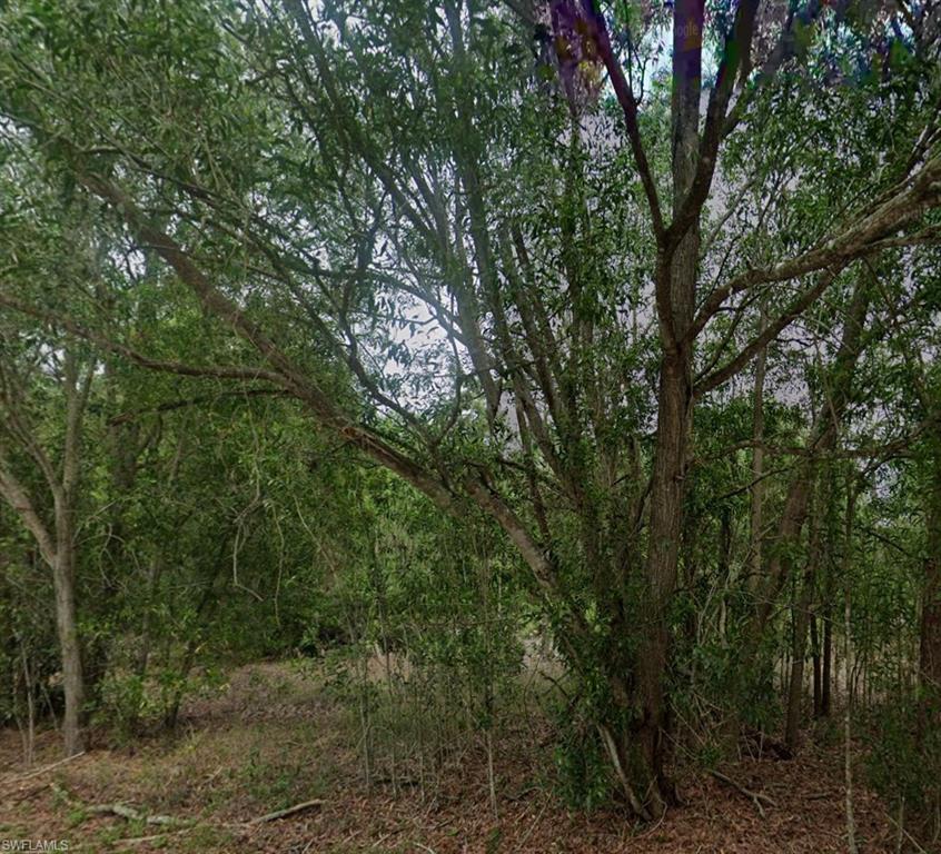 View of tree filled area