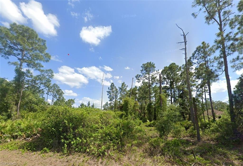 View of local wilderness