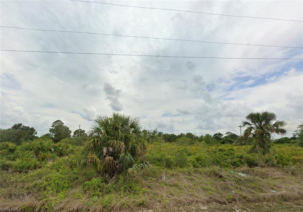 View of local wilderness