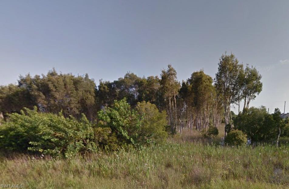 View of local wilderness