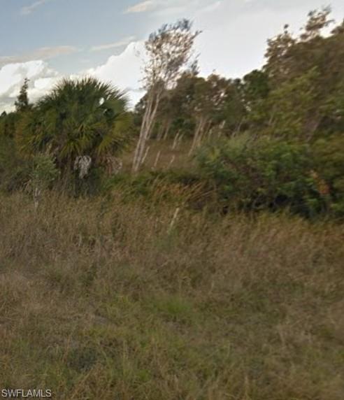 View of local wilderness