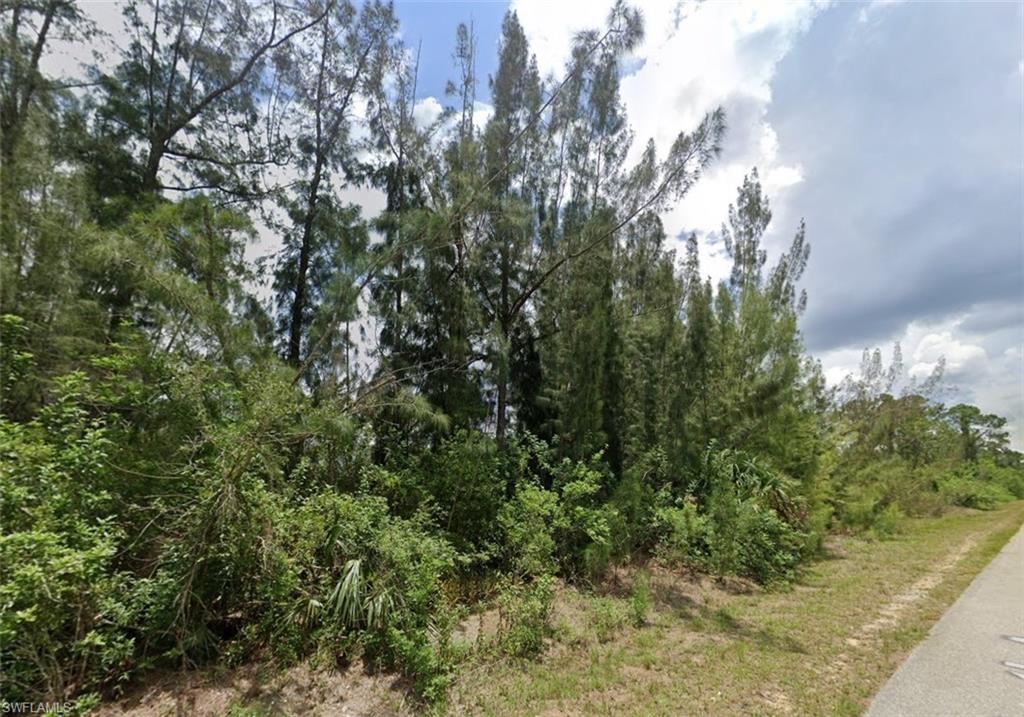 View of tree filled area