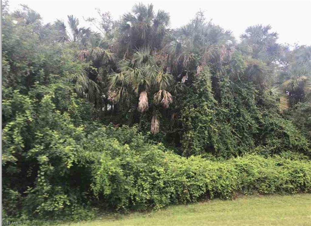 View of wooded area