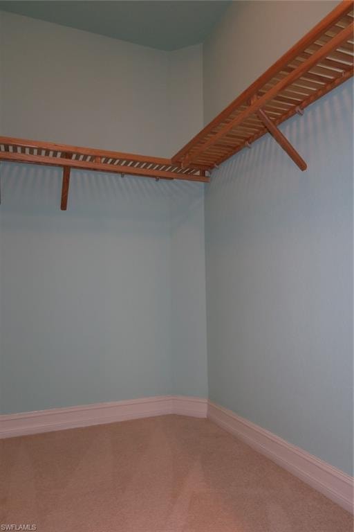 Walk-in closet featuring light blue walls, wood shelving, white baseboards, and neutral-toned carpeting