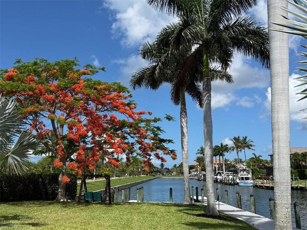 Beautiful Royal Poinciana Tree looking West over large Green Space down long sailboat Gulf-access Canal