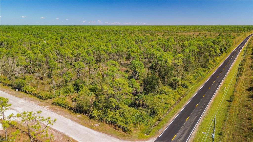 Bird's eye view of a forest