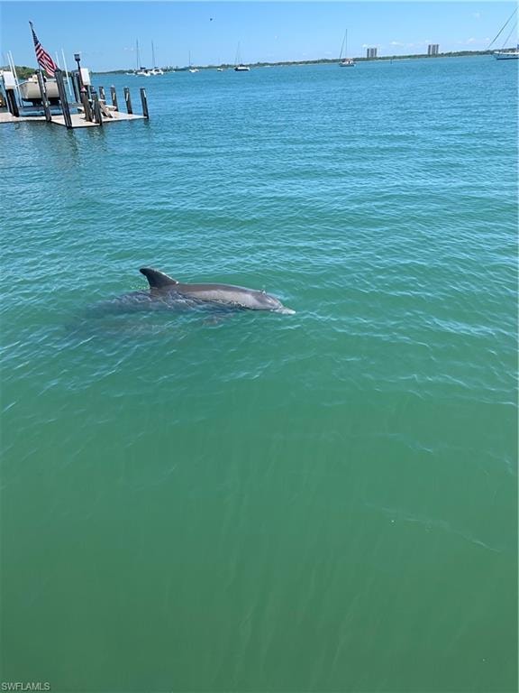 Enjoy the dolphins playing
