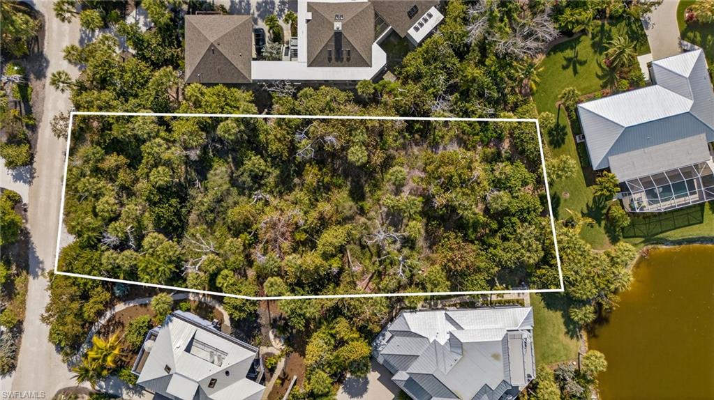 933 Strangler Fig LN photo 15