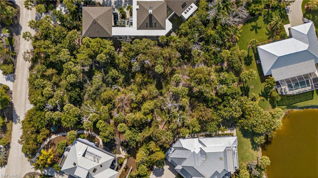 933 Strangler Fig LN photo 8