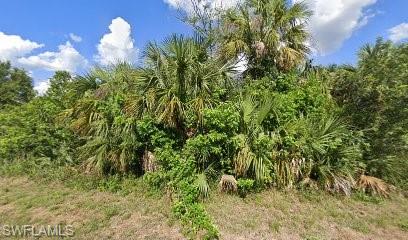 View of tree filled area