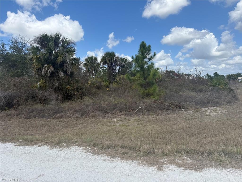 View of local wilderness