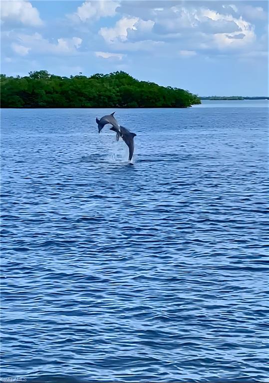 Dolphin view from dock - Virtually Edited Image