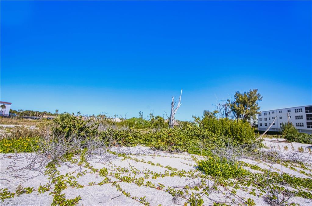 Beach vegetation.