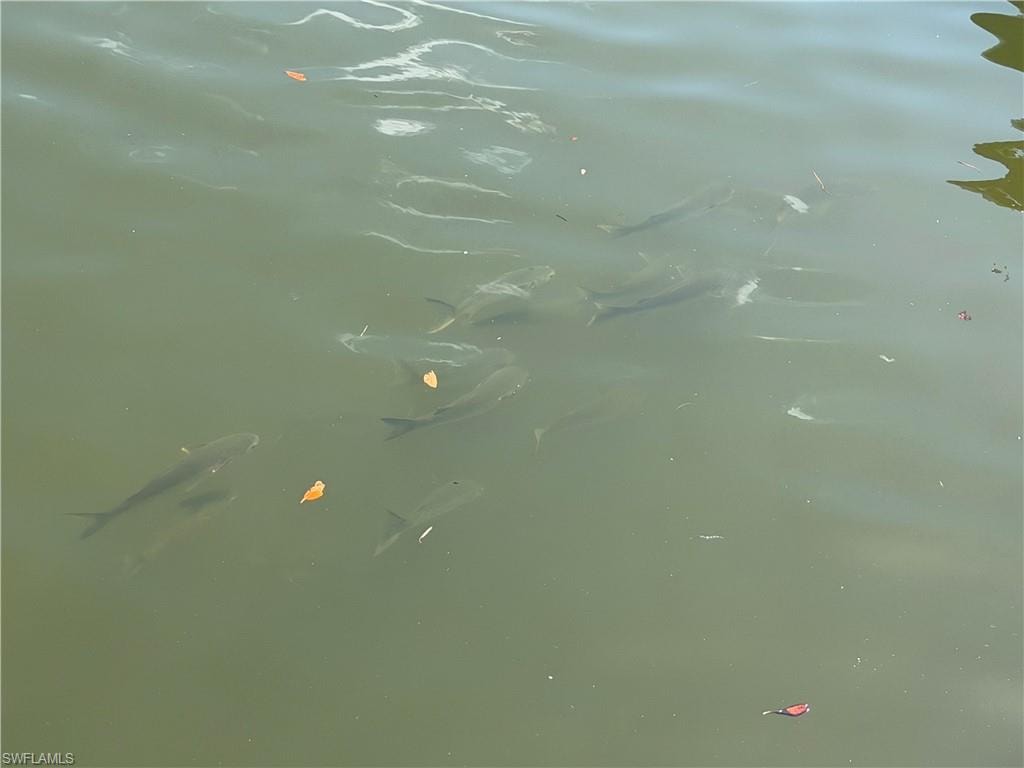 School of Fish at rear of property.