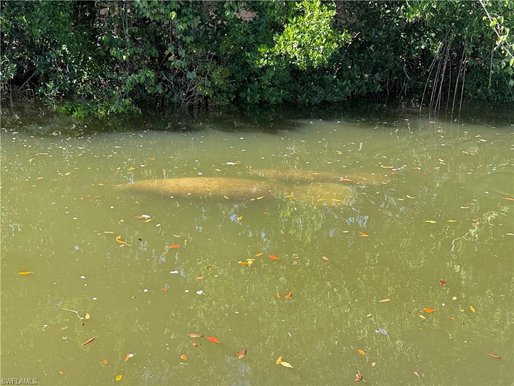 Manatees at rear of property.