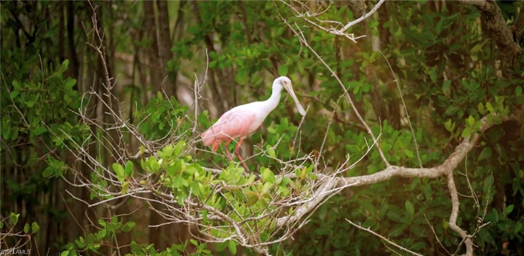 Wildlife on The Berm