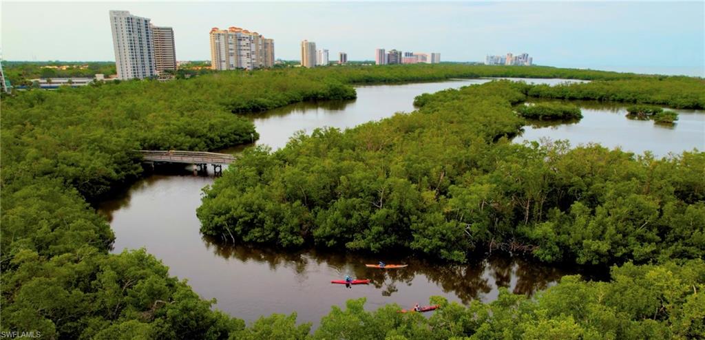 Kayaking in the Mangroves