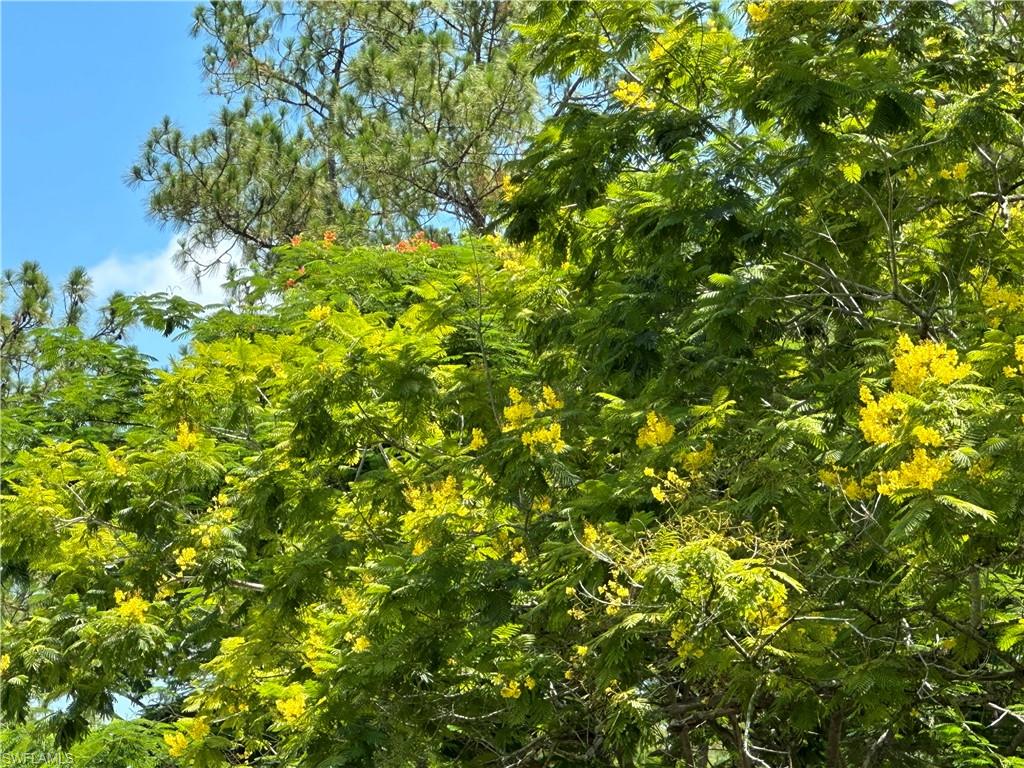 Plant Jacaranda Trees