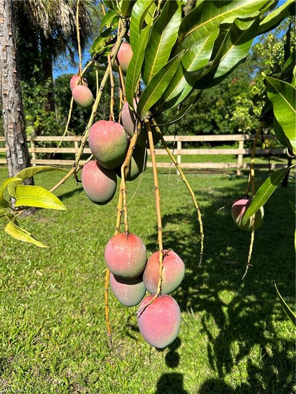 Plant your own fruit forest