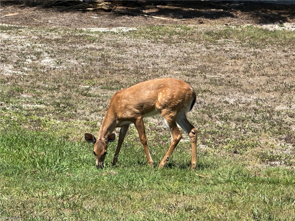 Deer in your backyard