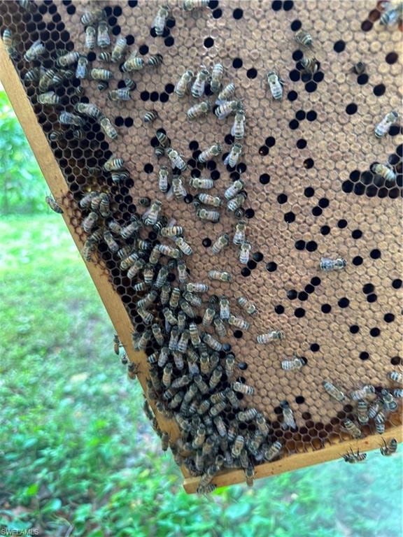 Bee keeping year round