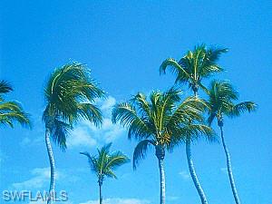 Plant Coconut trees