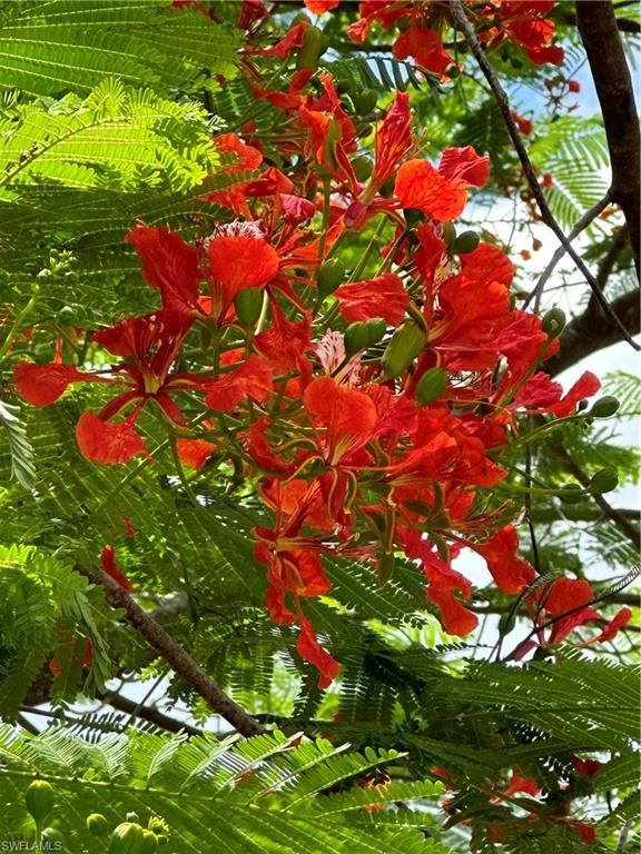 Plant Royal Poinciana Trees