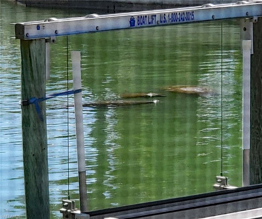 Local manatee family