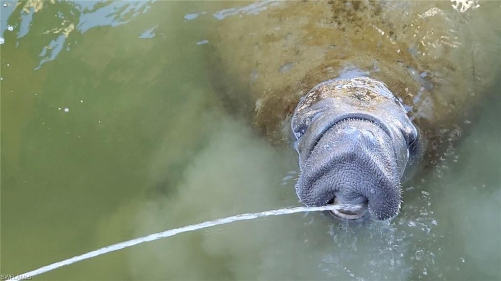 Local manatee coming in for a drink