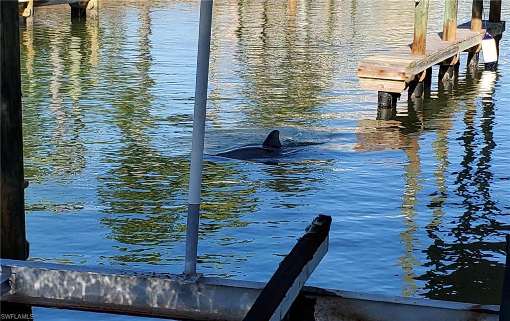 Dolphins regularly feed in the canal