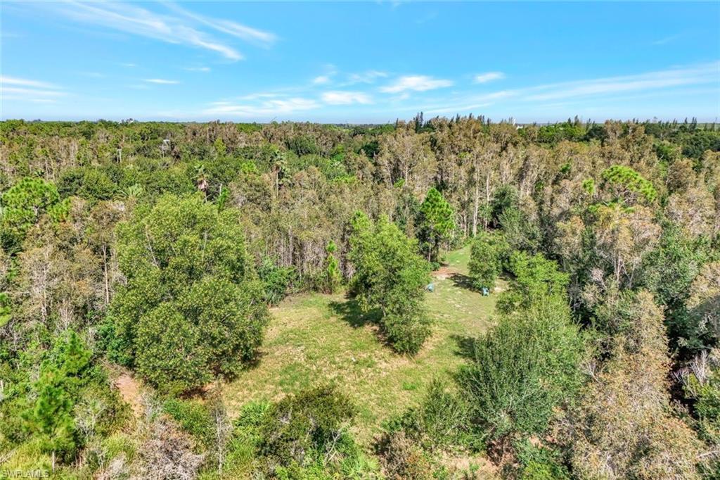 Aerial view of a forest