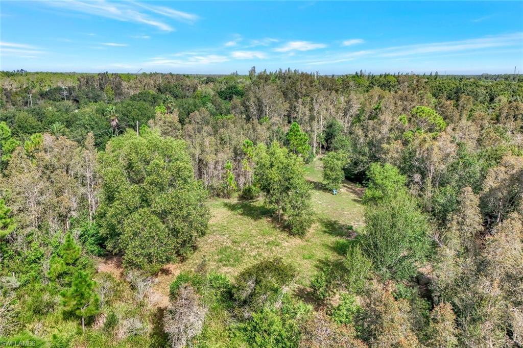 Aerial view of a forest