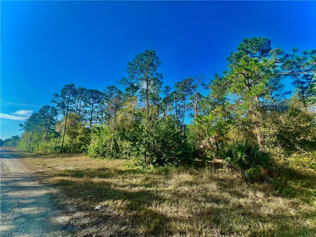 View of local wilderness