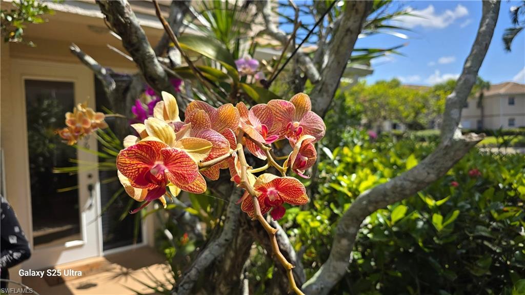 Did you see the Orchids at your front door?
