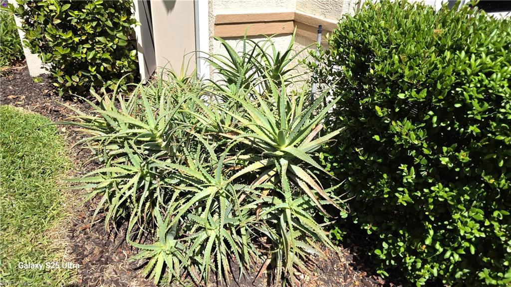 Your personal Aloe Vera plant for your sunburns!